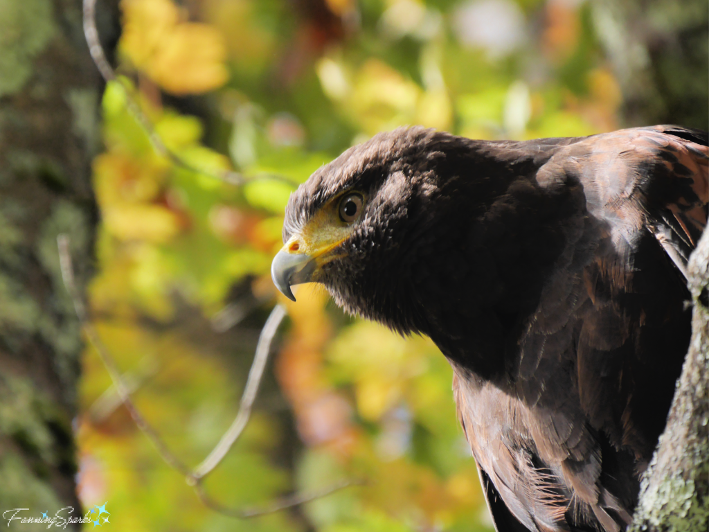 Harris Hawk Perched in Tree   @FanningSparks