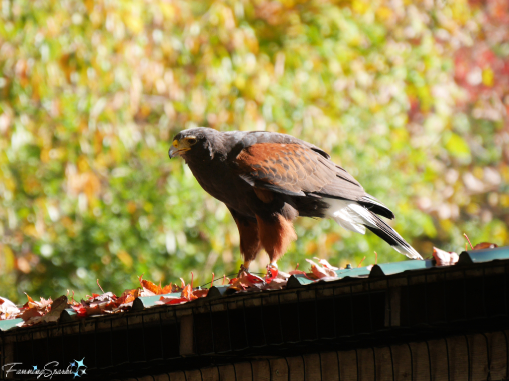 Harris Hawk Perched on Roof   @FanningSparks