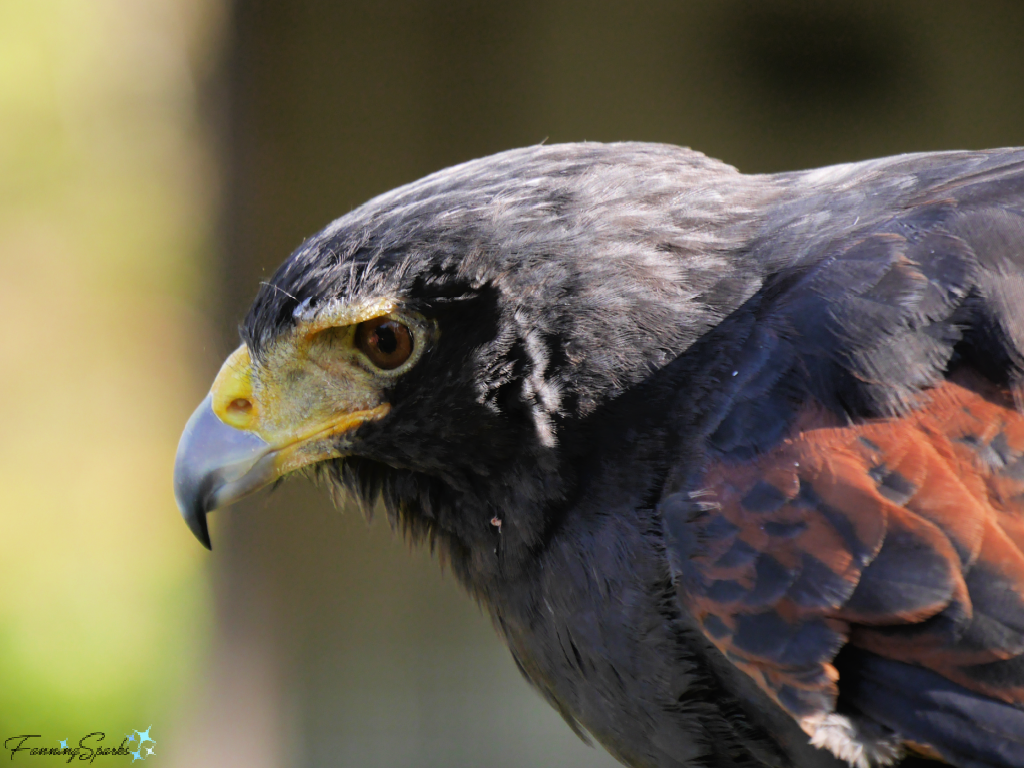 Harris Hawk Profile Showing Beak   @FanningSparks