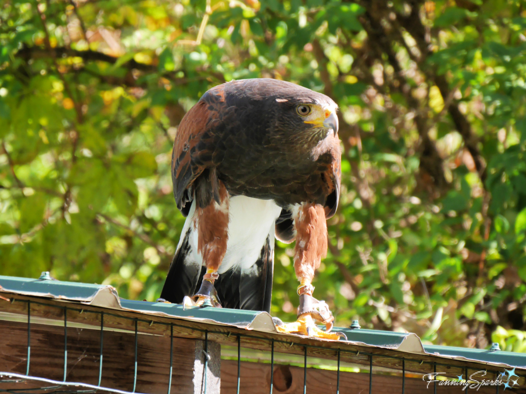 Harris Hawk on Roof at Alert   @FanningSparks