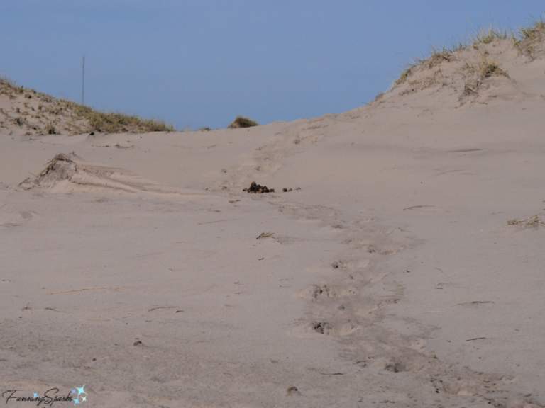6 Fascinating Facts about Sable Island – FanningSparks