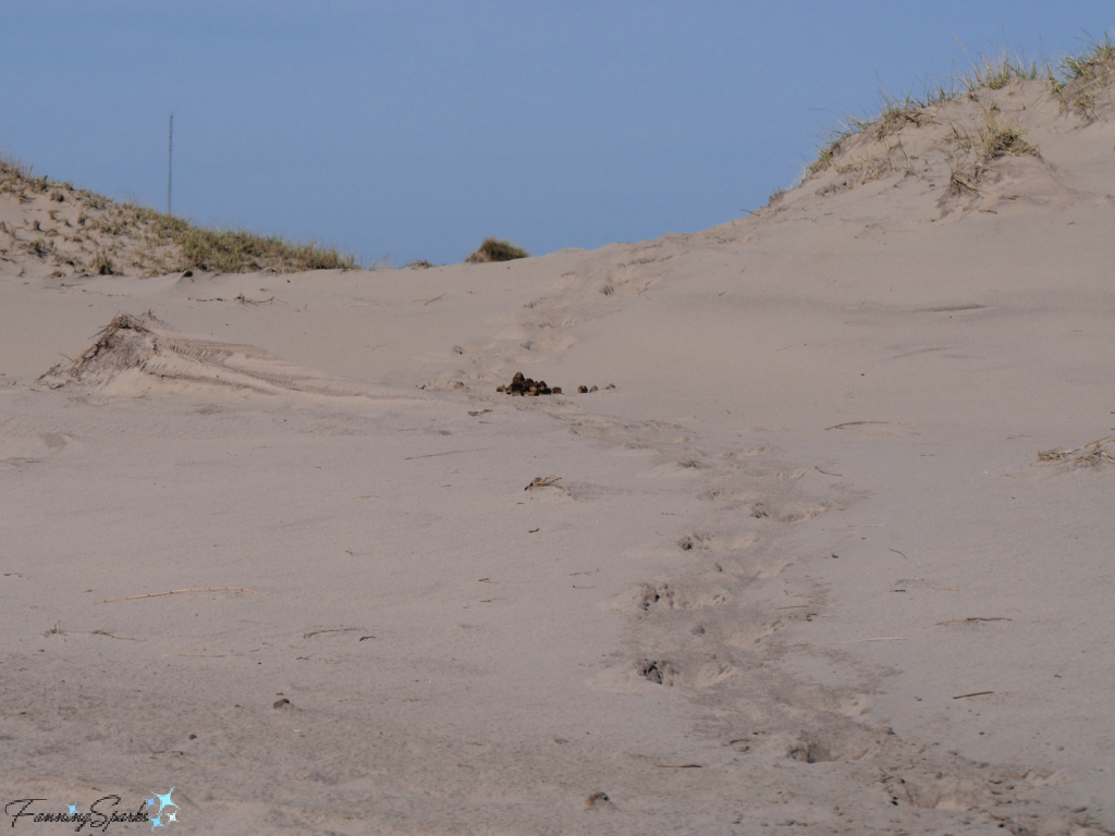 Horse Footprints and Dung in Sand of Sable Island    @FanningSparks