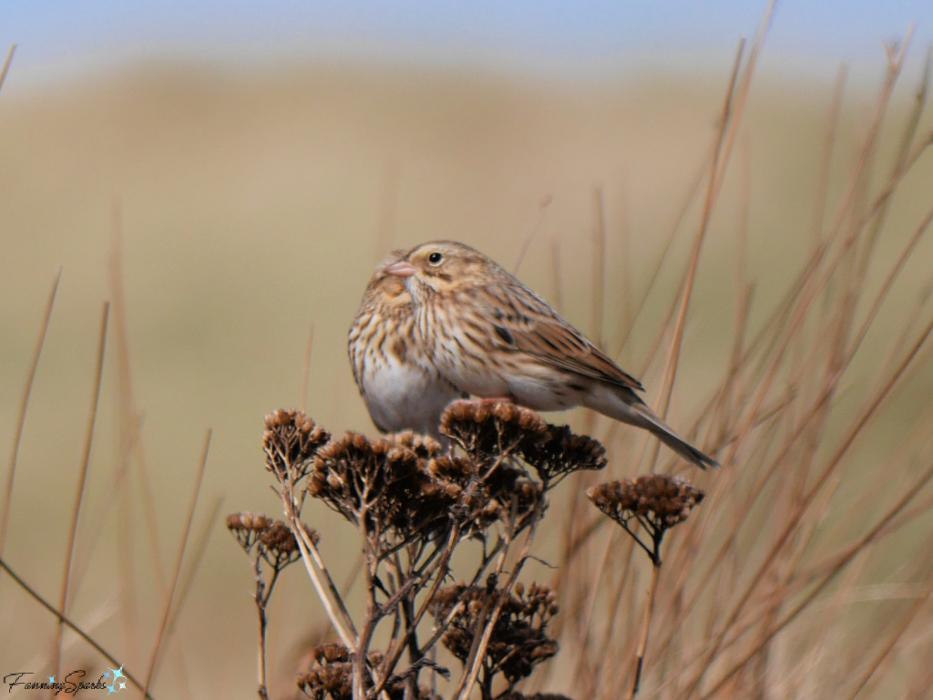 Ipswich Sparrows (Passerculus sandwichensis ssp. princeps) on Sable Island   @FanningSparks