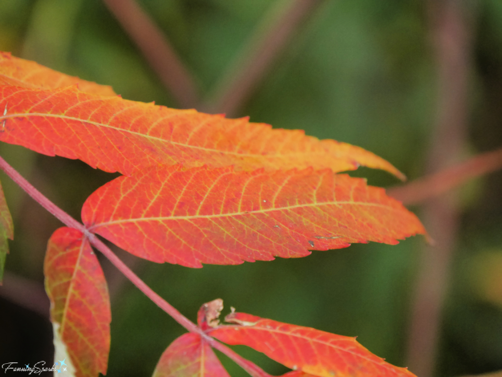 Orange Leaves with Golden Veins   @FanningSparks