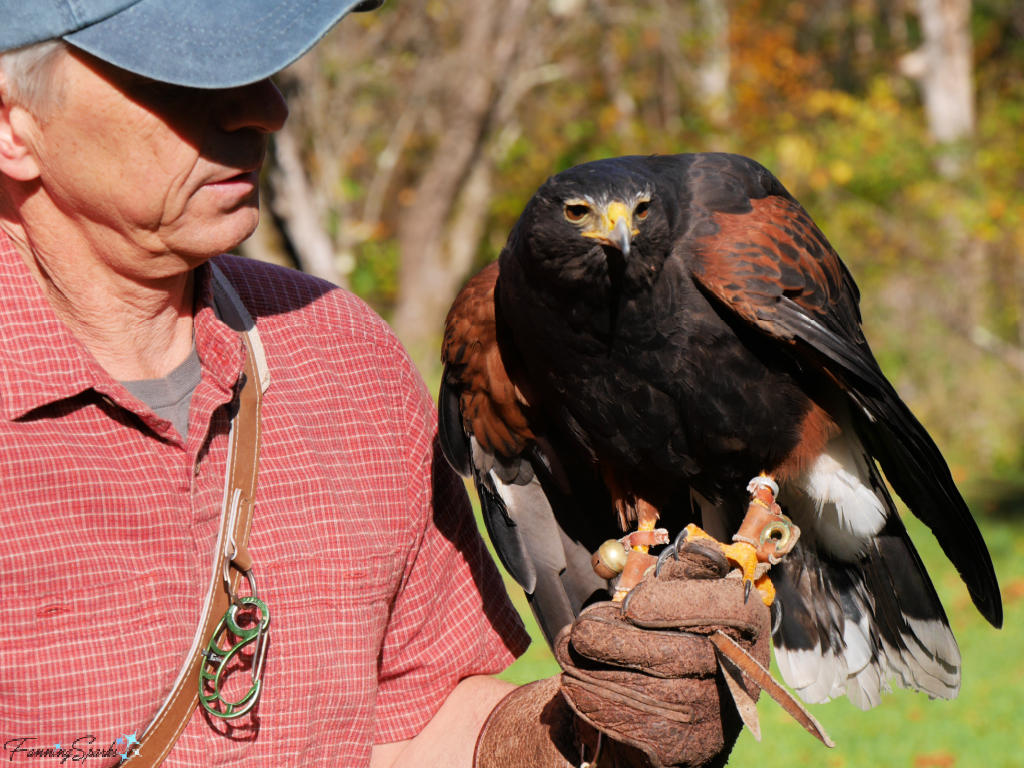 Rob Waite Holding Harris Hawk   @FanningSparks