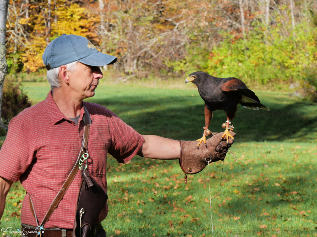 Rob Waite Prepares to Cast Off Harris Hawk   @FanningSparks