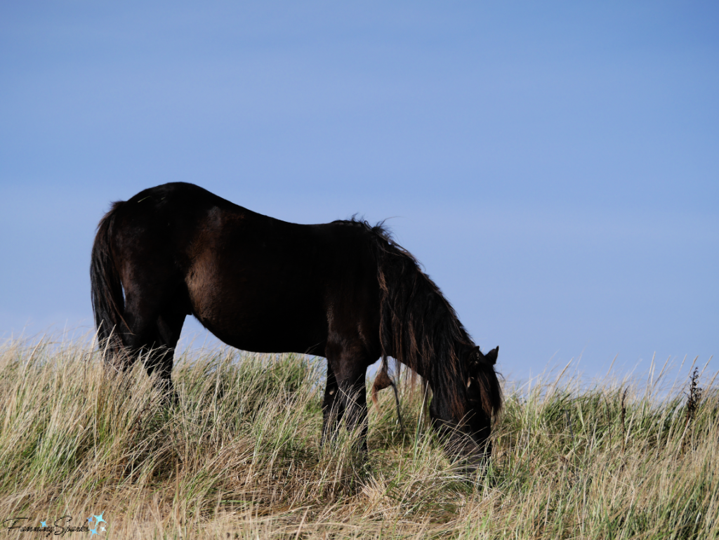 Sable Island Black Stallion Grazing   @FanningSparks