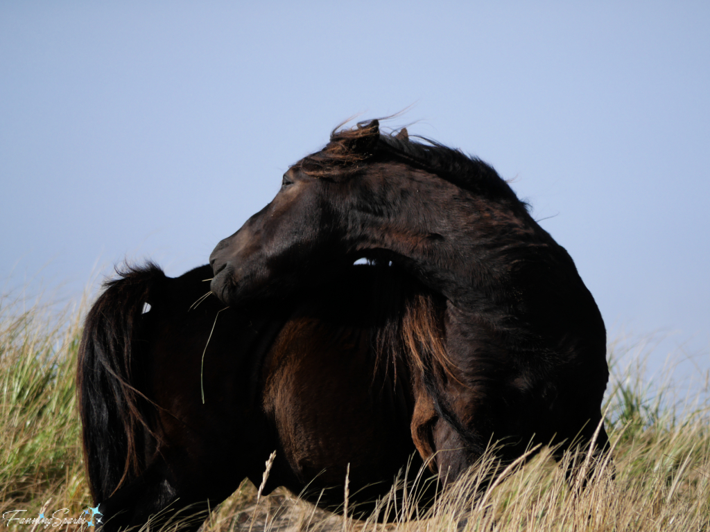 Sable Island Black Stallion Scratching Butt   @FanningSparks