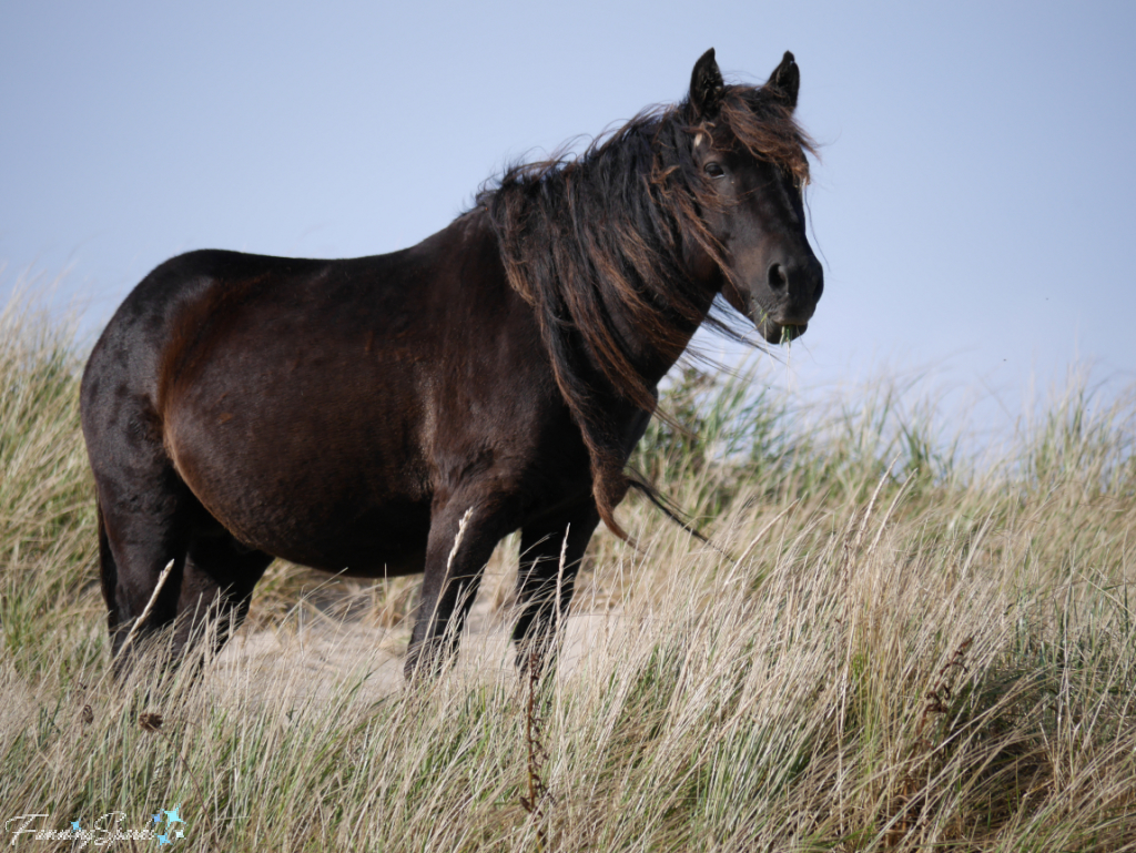 Sable Island Black Stallion Standing on Dune   @FanningSparks