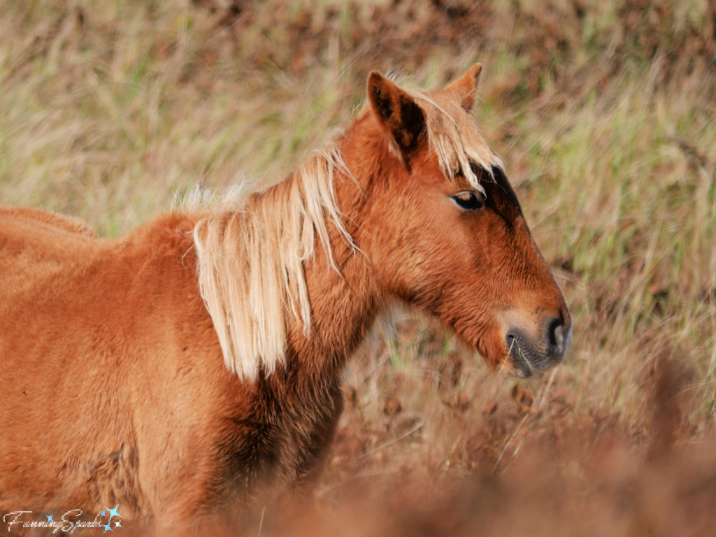 Sable Island Foal Facing Right @FanningSparks