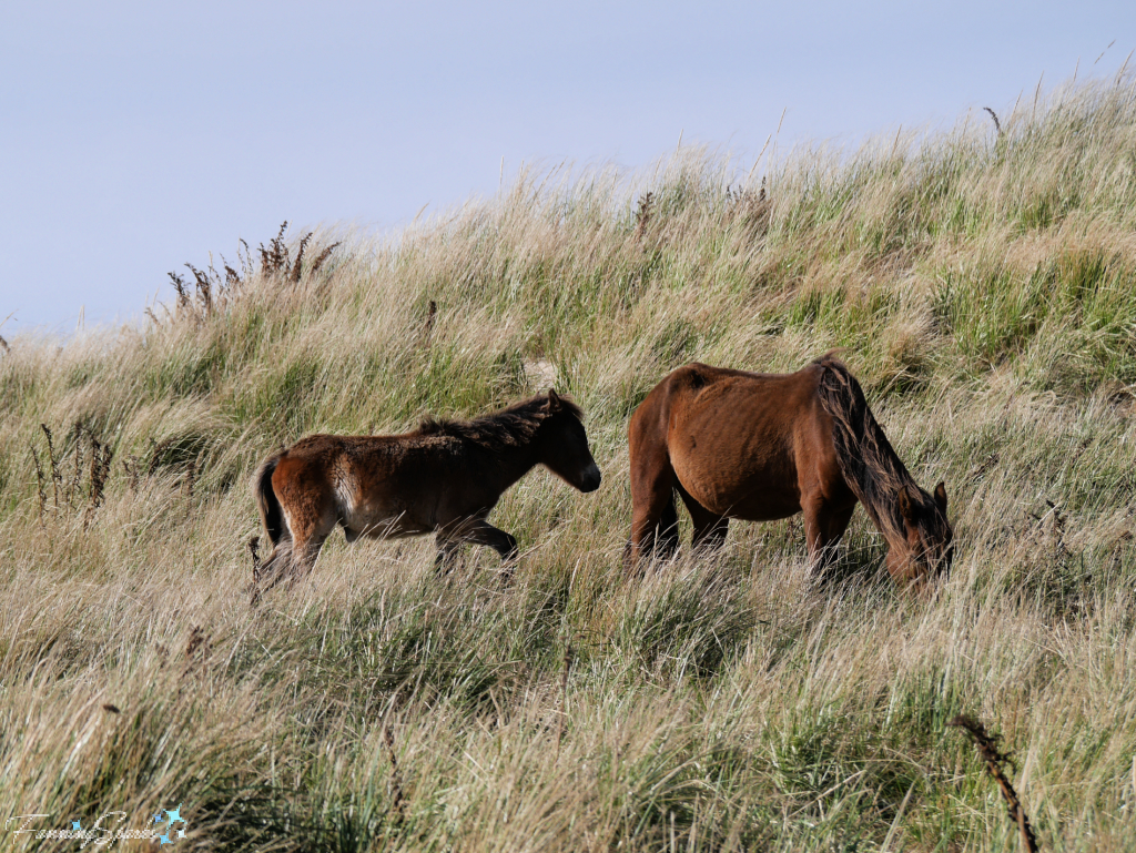 Sable Island Foal Following Mother   @FanningSparks