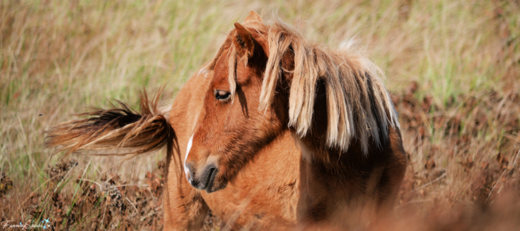 Sable Island Foal Turned Head @FanningSparks