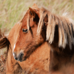 Sable Island Foal Turned Head @FanningSparks