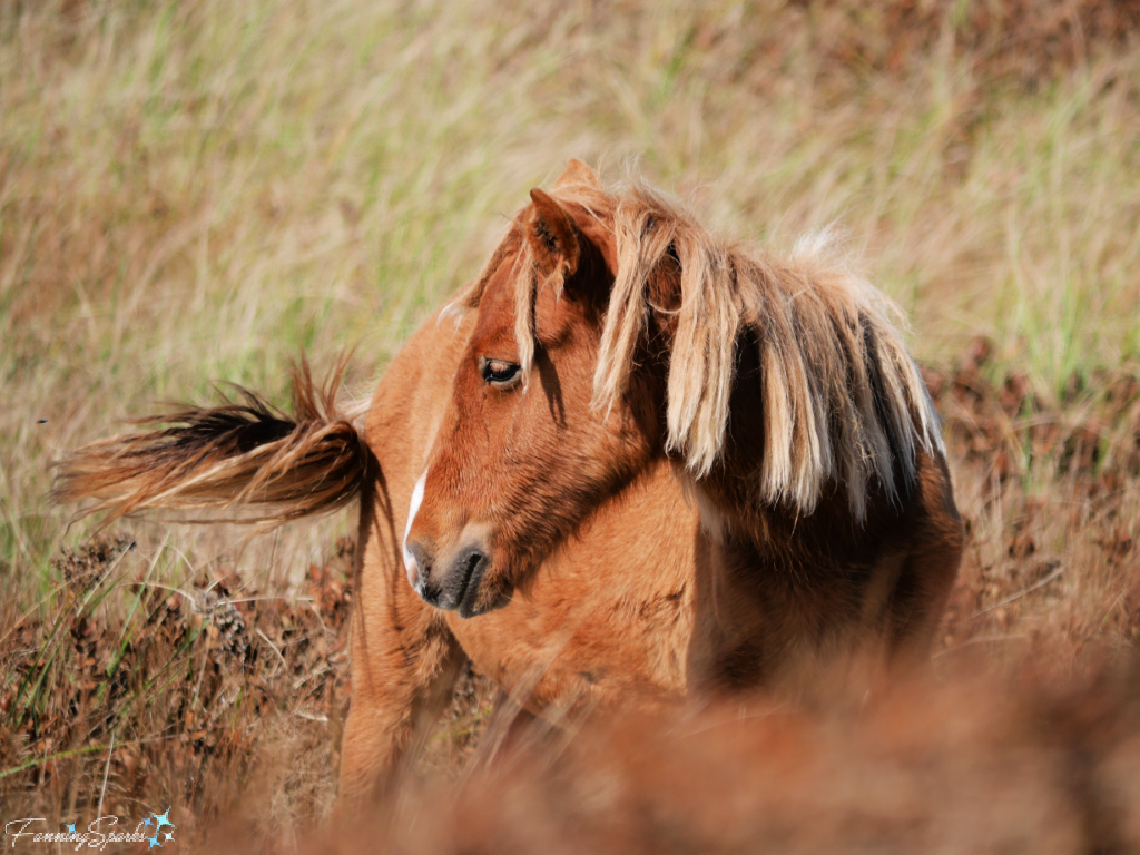 Sable Island Foal Turned Head   @FanningSparks