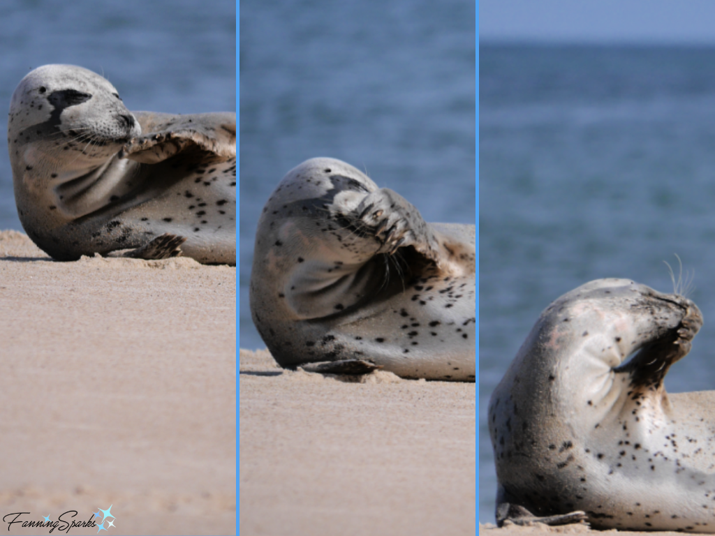 Sable Island Grey Seal Front Flipper Maneuvers   @FanningSparks