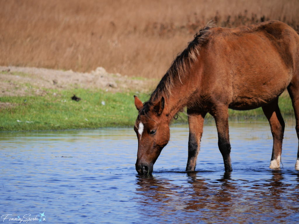 Sable Island Mare Drinking Water   @FanningSparks