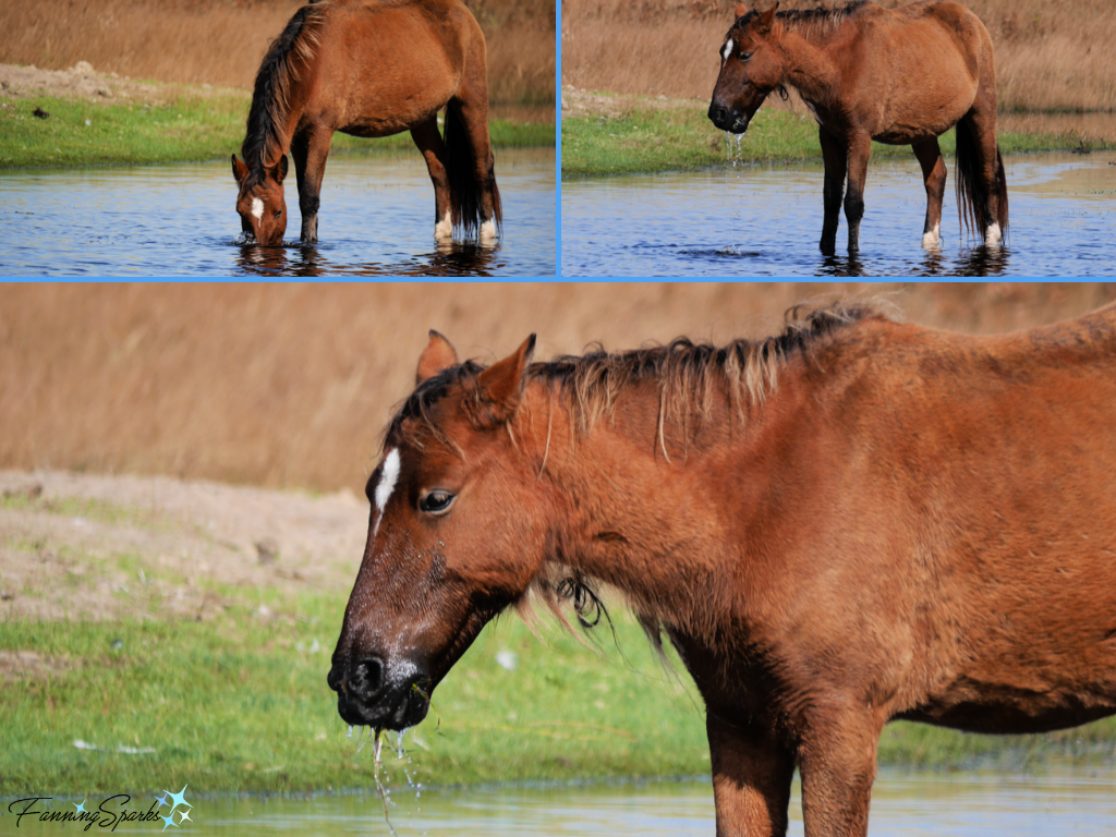 Sable Island Mare Eating Underwater Pond Vegetation   @FanningSparks