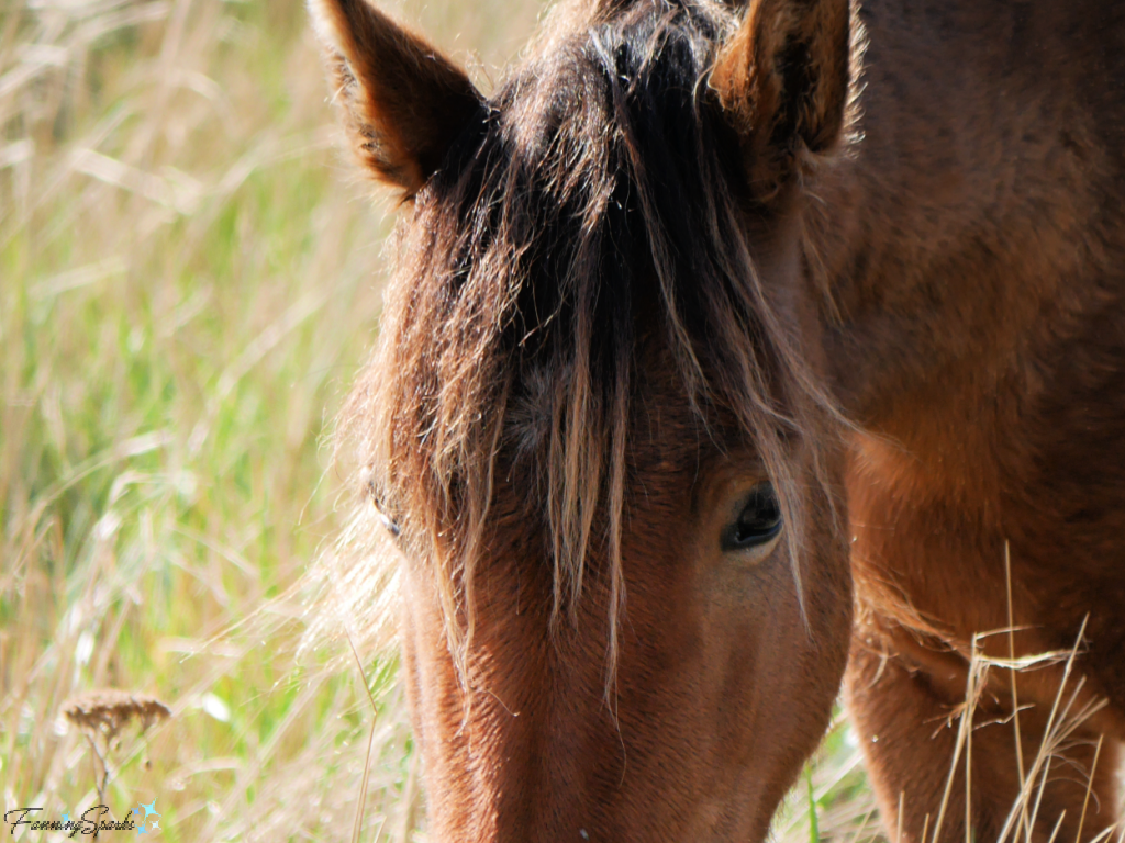 Sable Island Mare Face On   @FanningSparks