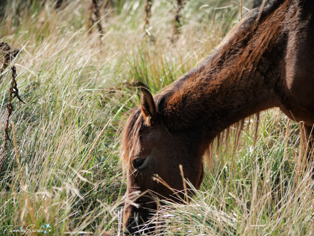 Sable Island Mare Grazing Closeup   @FanningSparks