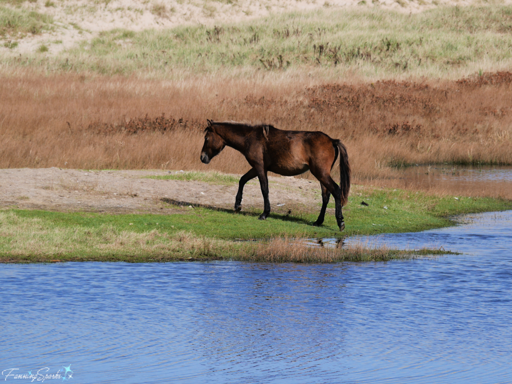 Sable Island Mare Leaving Pond   @FanningSparks