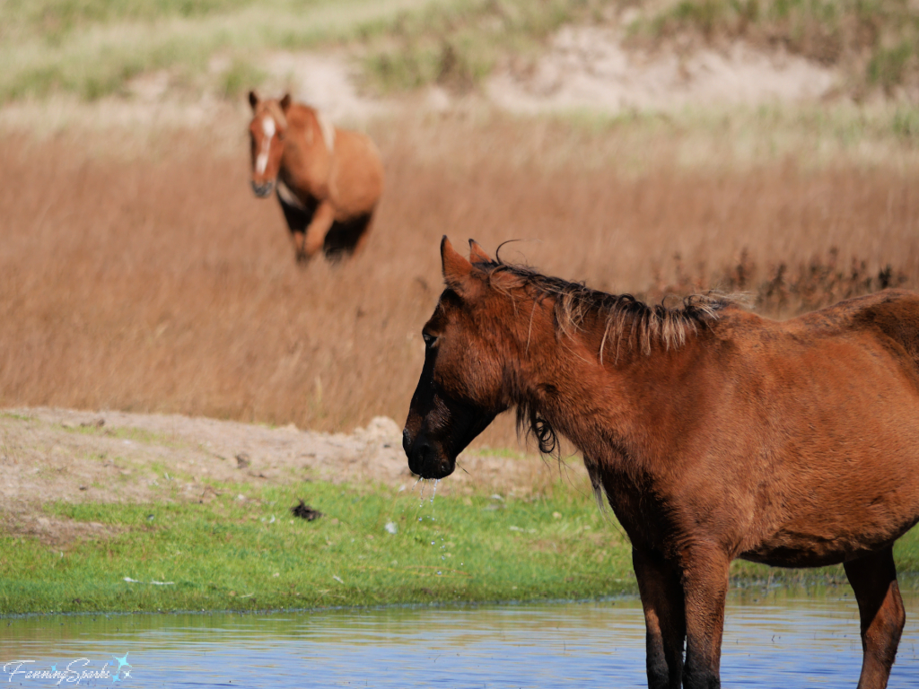 Sable Island Mare Looks at Approaching Stallion   @FanningSparks