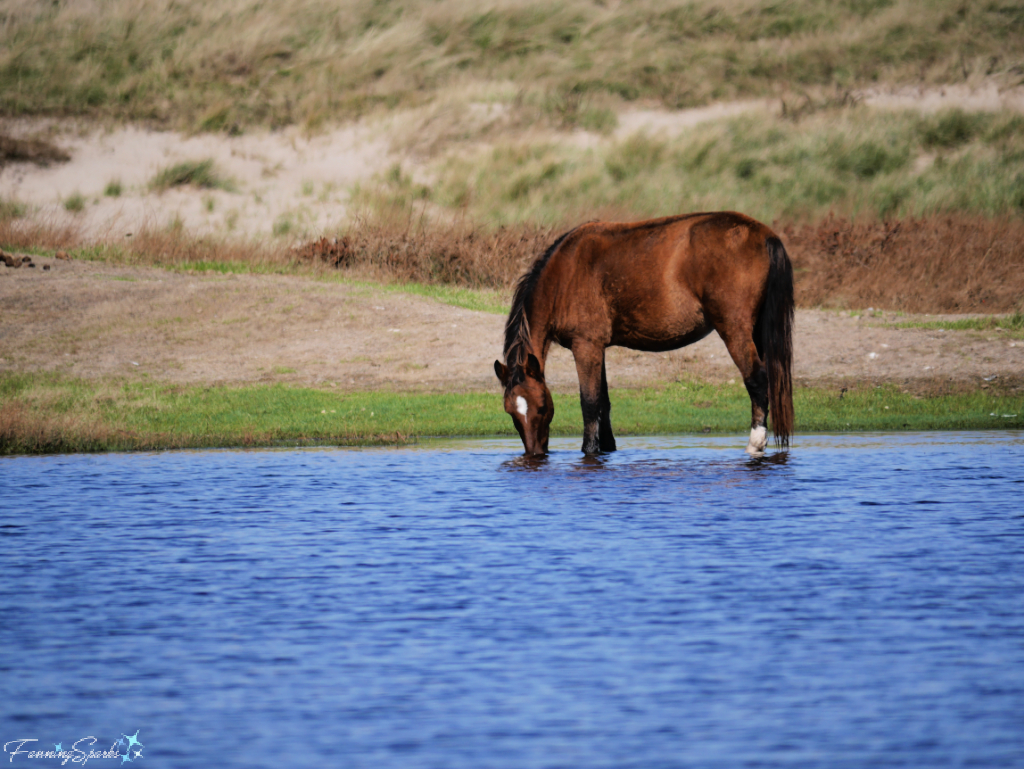 Sable Island Mare Drinking Water   @FanningSparks