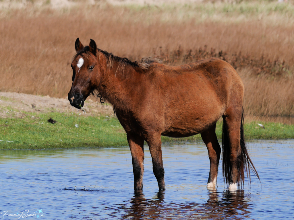 Sable Island Mare Stands in Pond   @FanningSparks