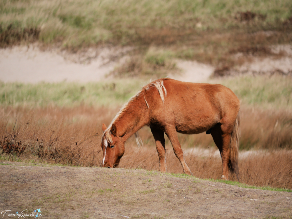 Sable Island Stallion Grazing Near Pond   @FanningSparks