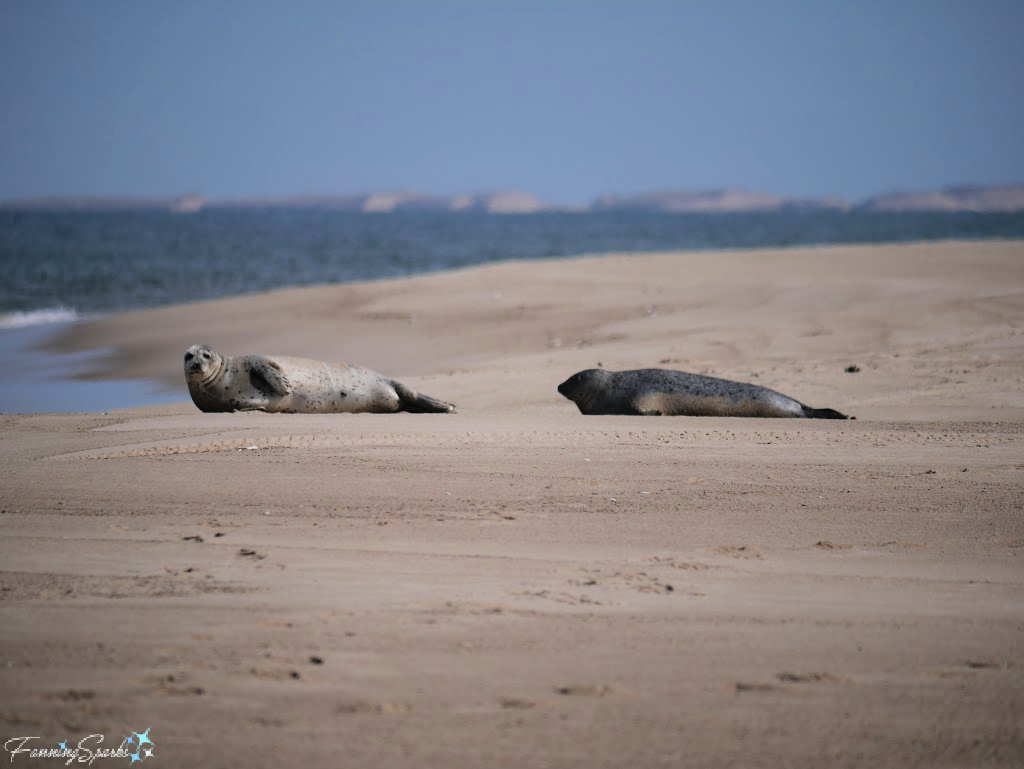 Two Grey Seals on Sable Island Beach   @FanningSparks