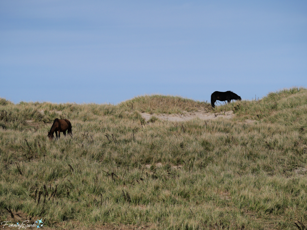 Two Sable Island Horses Grazing on the Dunes   @FanningSparks