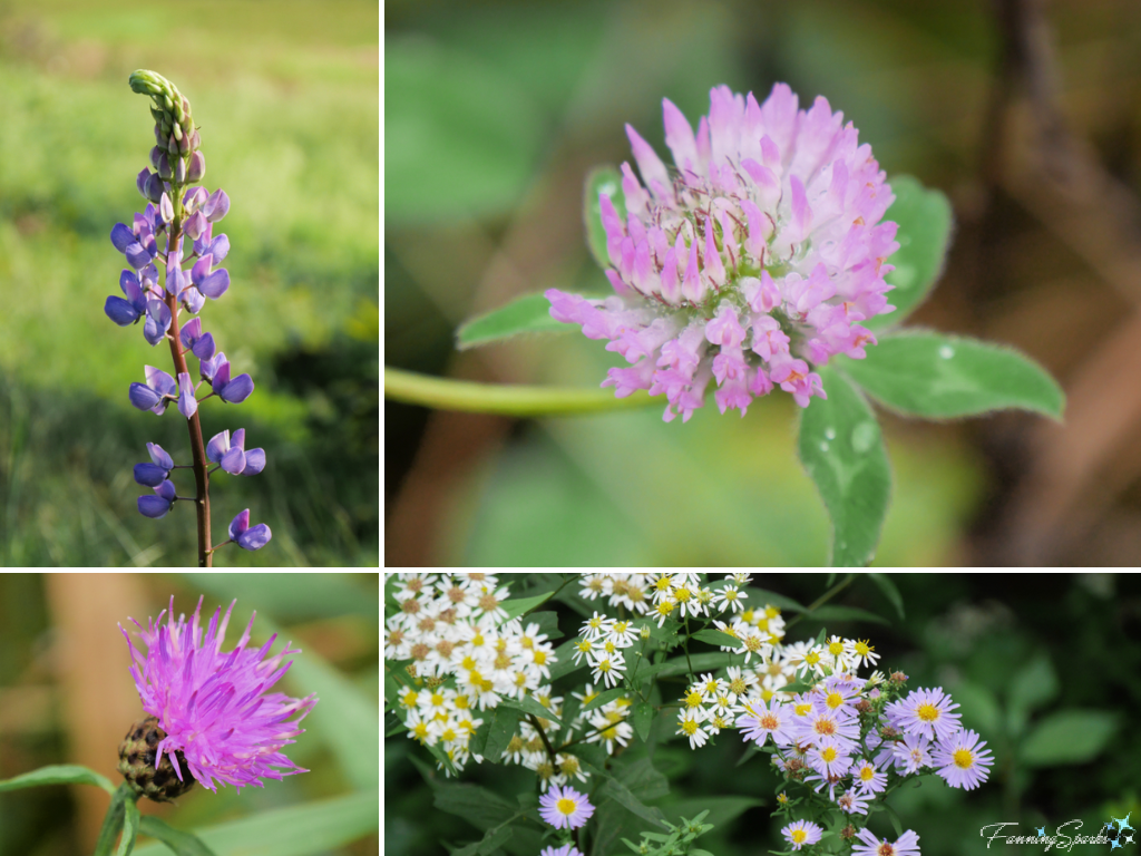 Variety of Purple and Pink Wildflowers   @FanningSparks