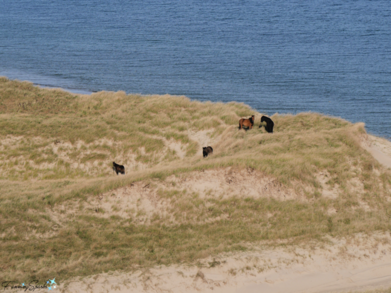 6 Fascinating Facts about Sable Island FanningSparks