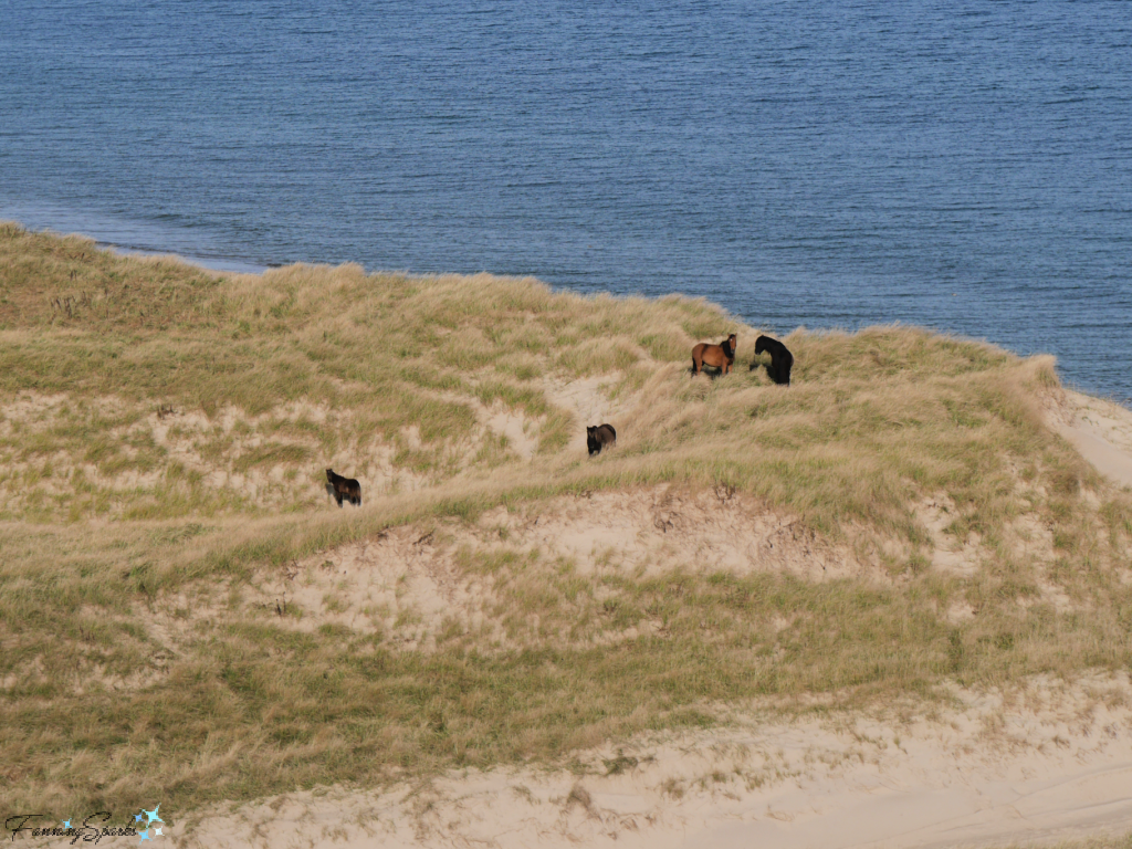 A Smile in the Sea: Sable Island