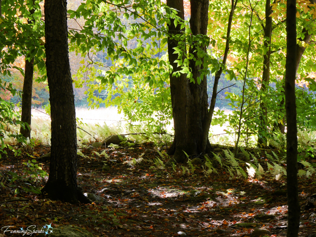 Wooded Walking Trail at Boorn Brook Farm  @FanningSparks 