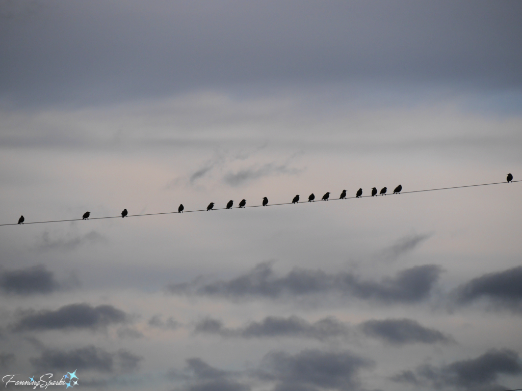 Birds on a Wire with Stormy Sky   @FanningSparks