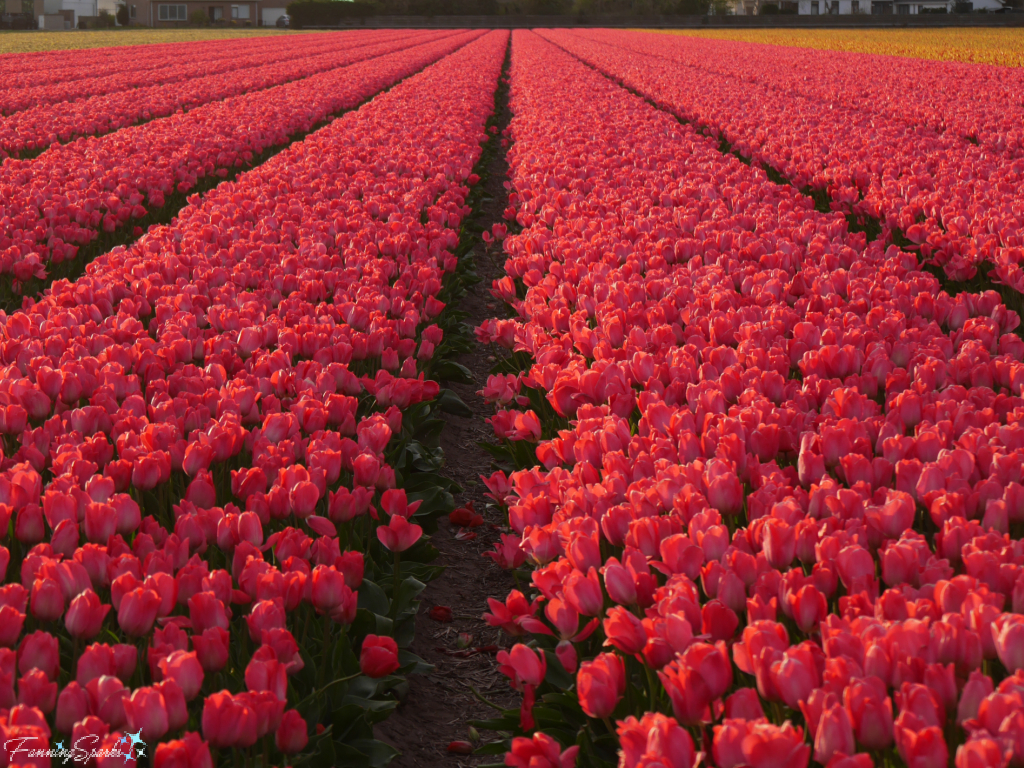 Field of Red Tulips in Evening at Noordwijkerhout   @FanningSparks