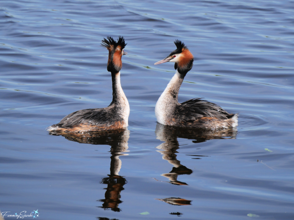 Pair of Great Crested Grebe (Podiceps cristatus)   @FanningSparks