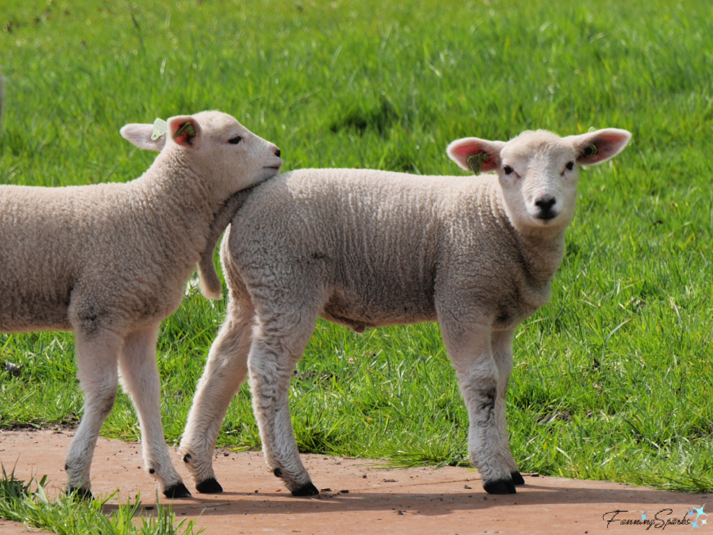 Two Lambs in Delft Netherlands   @FanningSparks