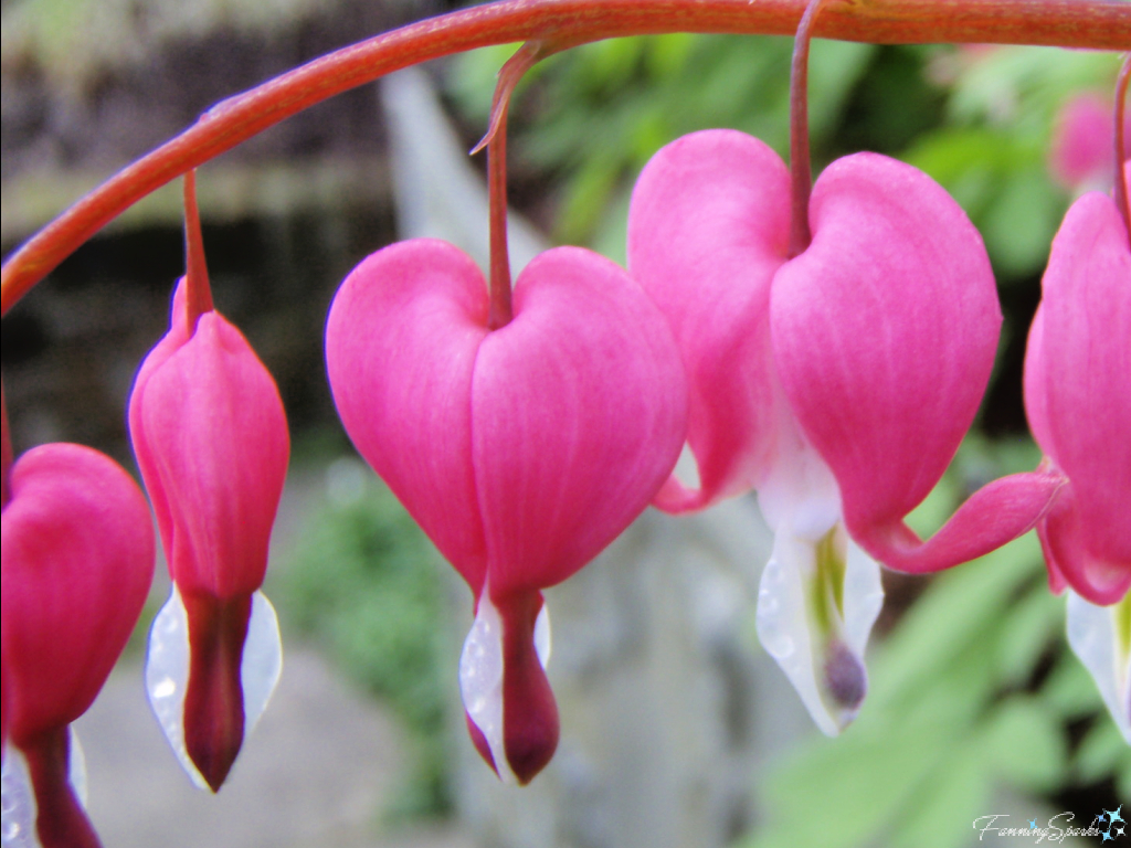 Old-Fashioned Bleeding Heart (Dicentra spectabilis) in Bloom   @FanningSparks