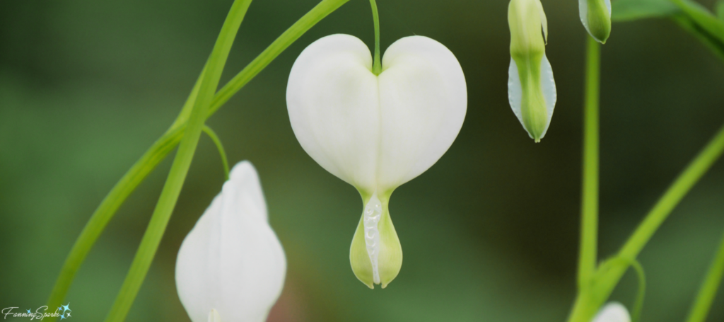 White Old-Fashioned Bleeding Heart (Dicentra spectabilis 'Alba') in Bloom @FanningSparks