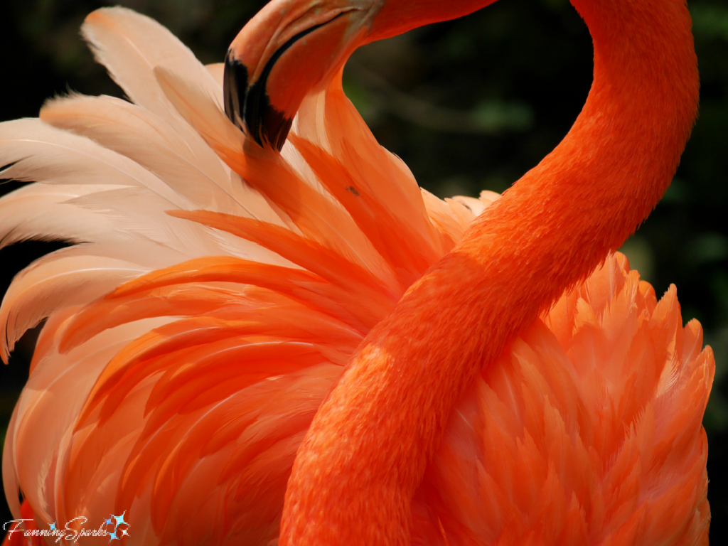 American Flamingo Feathers Lifted for Preening   @FanningSparks