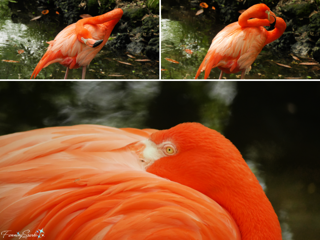 American Flamingo Flexible Neck Movements   @FanningSparks