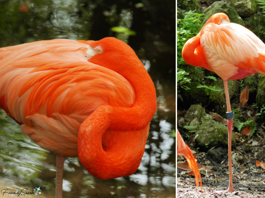 American Flamingo Perched on Single Leg   @FanningSparks