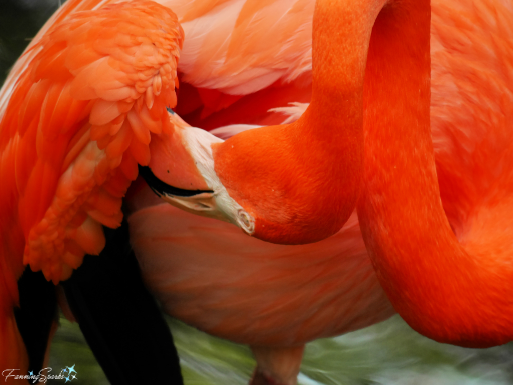 American Flamingo Preening Under a Wing   @FanningSparks