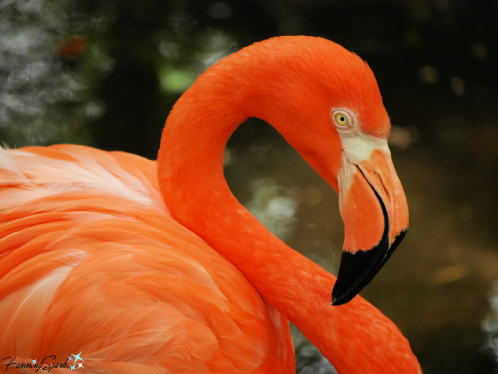 Why are Flamingos Pink? And Other Flamingo Facts