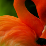 American Flamingo in Green Light @FanningSparksmerican Flamingo in Green Light @FanningSparks