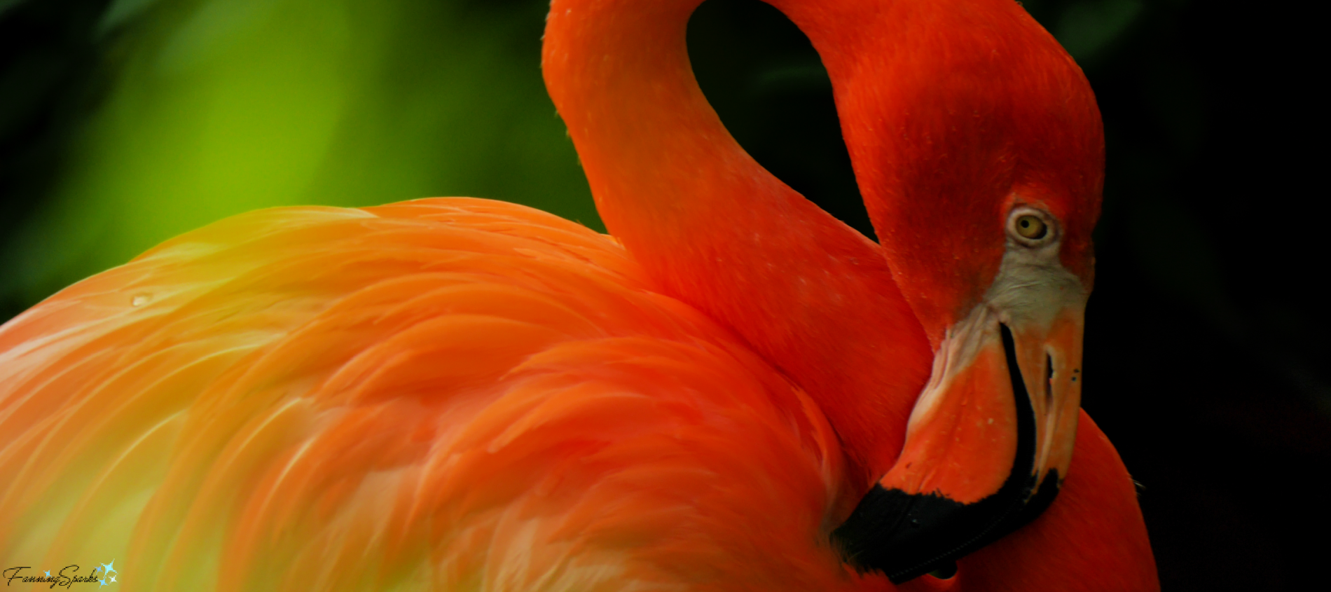 Orange Flamingo