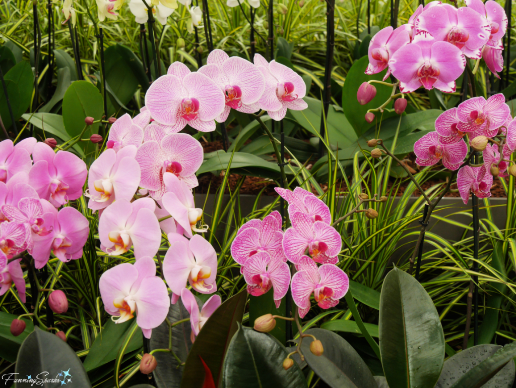 Brightly Colored Orchids at Atlanta Botanical Garden   @FanningSparks