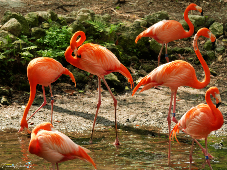 A Flamboyance of Flamboyant Flamingos – FanningSparks