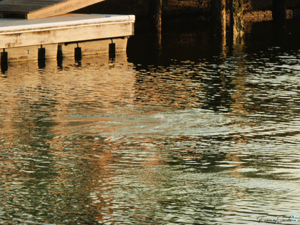 Manatee Footprint on Water Surface in Kings Bay Florida   @FanningSparks